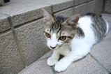大脱走。シマ