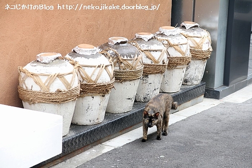 壺を守る猫。