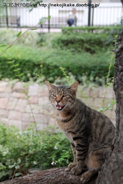 2014072704¤ª¤ì¤ÎÏäòʹ¤±¡£