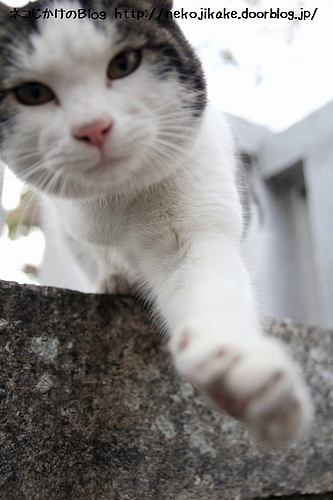 うりゃっ! その黒いのを潰してやる!