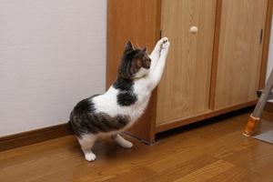 今日が何の日かわかってる。シマ5
