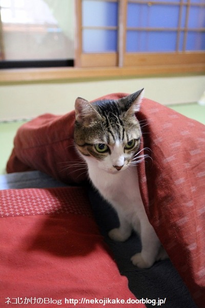 2013102001µ¯¤¤¿¤È¤³¡£