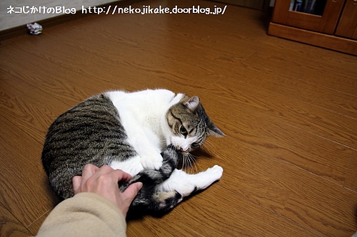 しっぽ捕まえた。