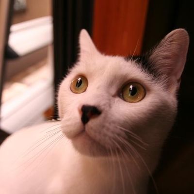 Kuhkatze.Nのアイコン(クロ)