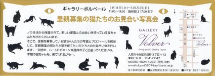 里親募集の猫たちのお見合い写真会01s