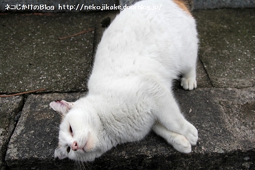 ミケちゃん悩殺ポーズ。