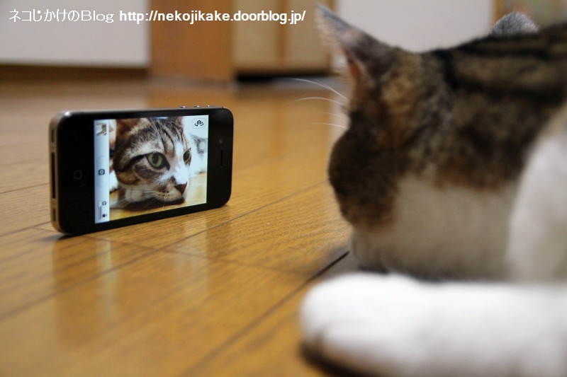 2013081701¥»¥ë¥Õ¥Ý¡¼¥È¥ì¡¼¥È¡£