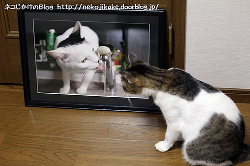 クロ〜、水美味しいか?