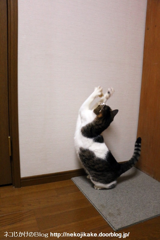 2015062704µ×¡¹¤Î¥Ü¡¼¥ëÍ·¤Ó¡££²