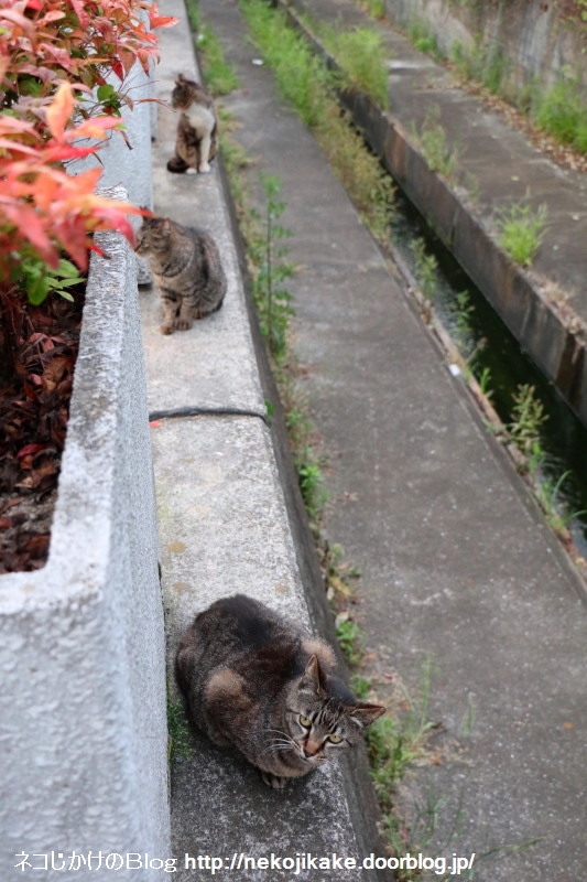 仲間意識 ネコじかけのblog