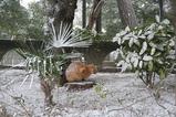雪の中のネコたち。公園1