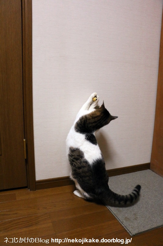 2015062705µ×¡¹¤Î¥Ü¡¼¥ëÍ·¤Ó¡££³