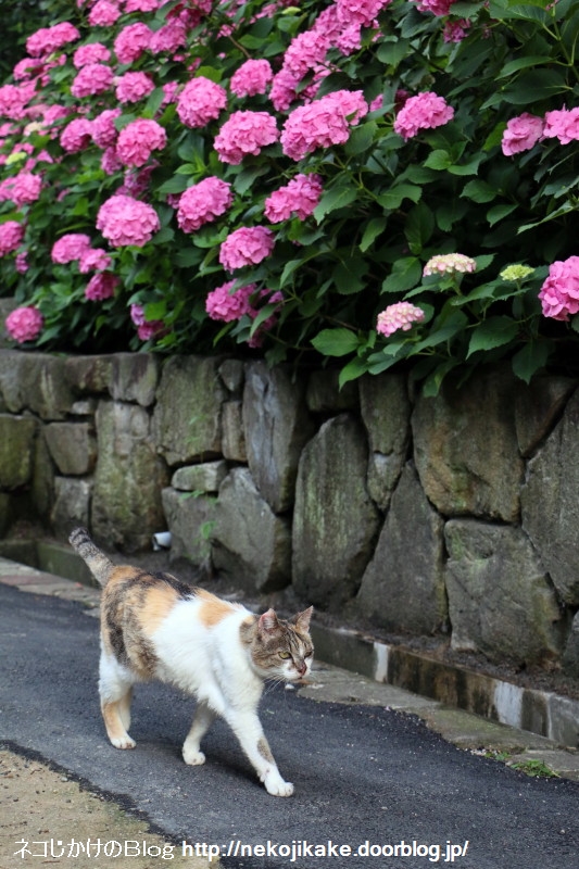 2015061206µï¾ì½ê¡££²