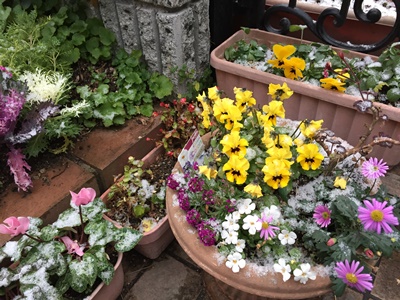 pageお花