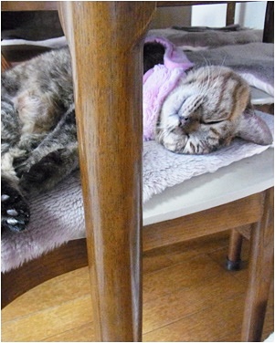 koma_201601201051249e4.jpg