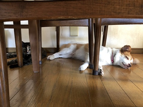 お二人