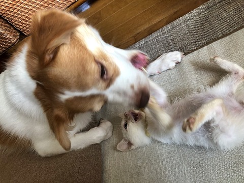 クゥ