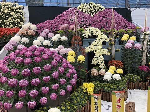 菊2