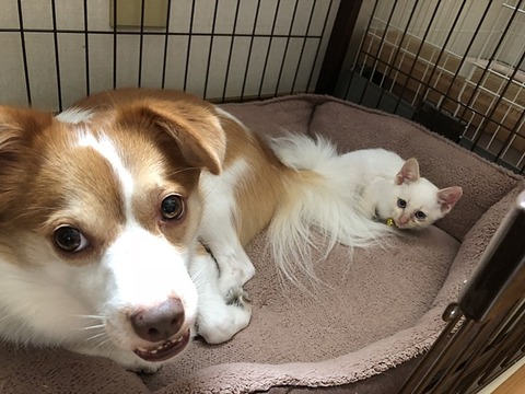 kuxuとマロン