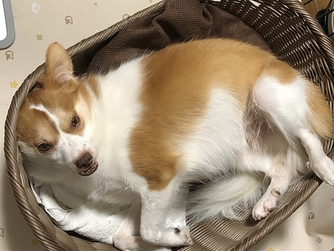 クゥ