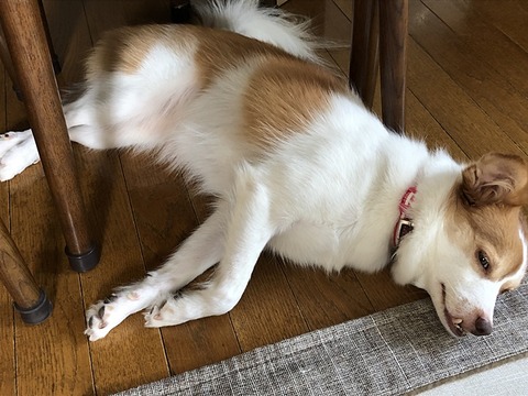 クゥ、ごろり