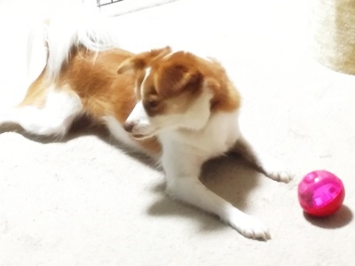 pageクゥ