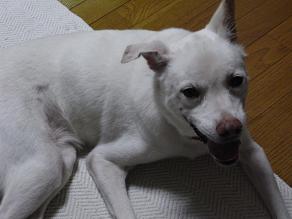 RIMG2159yuki.jpg