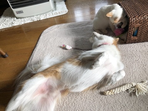 クゥとロア