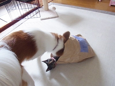 pageお二人1