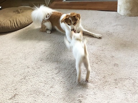 クゥ
