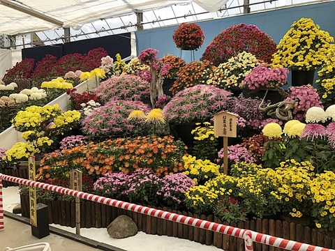 菊4