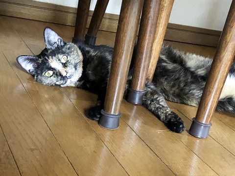 マロン