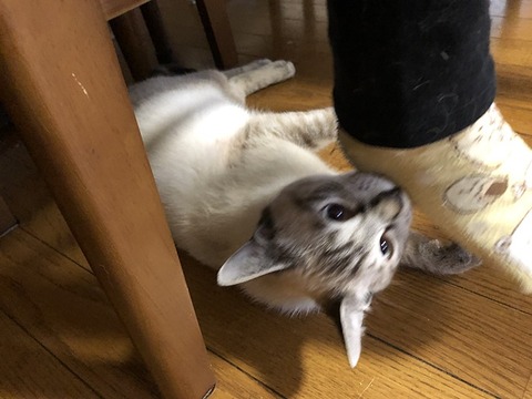 紫音
