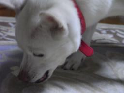 RIMG0548yuki.jpg