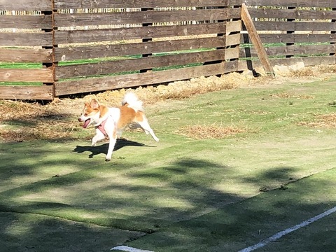 2ドックラン