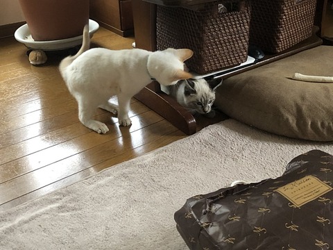 ロアと