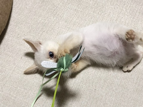 ロア