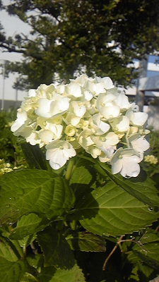 ajisai