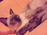 bonu