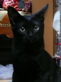 guri