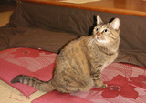 torako
