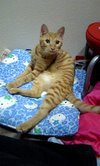 tom