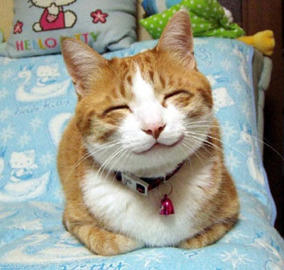 ポジ猫