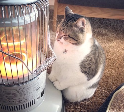 4854