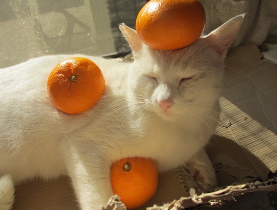 26f91e58d29f77cbb7b45887249a2b07