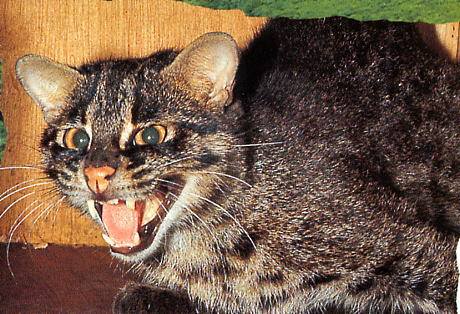 irionoteyamaneko