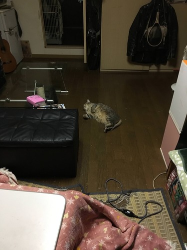 ワイん家のネッコ、寝る