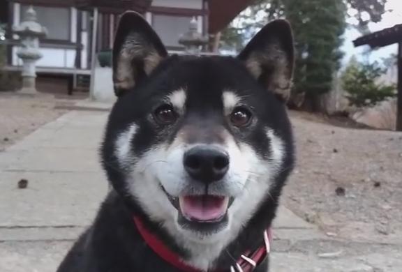 inu