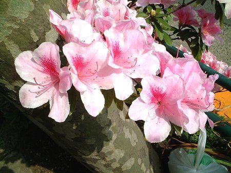 shirakawa_satsuki_large