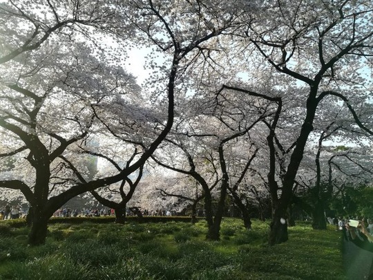 新宿御苑の桜